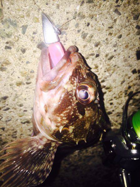 癒し系のあいつら・・・