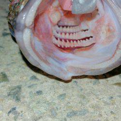 ほんまおもろいです❤ロックフィッシュゲーム。