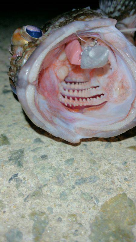 ほんまおもろいです❤ロックフィッシュゲーム。