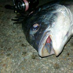 今年初キビハント