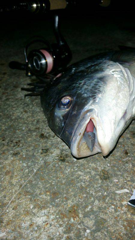 今年初キビハント