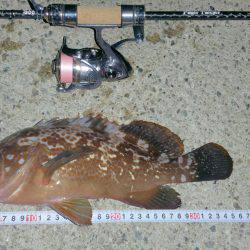 アコウハンター 初GET