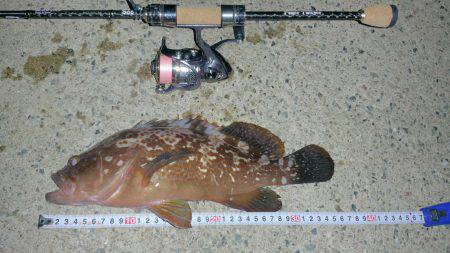 アコウハンター 初GET