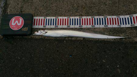 遠征サーベルハンター