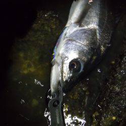 2016初ランカー♪