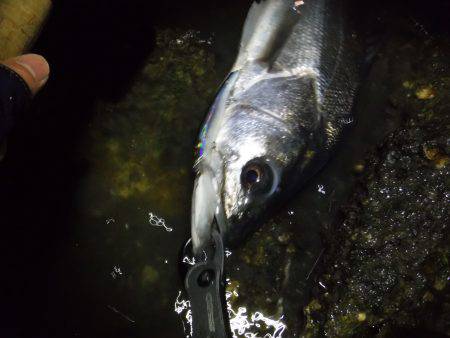 2016初ランカー♪