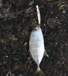 季節感の無い釣果