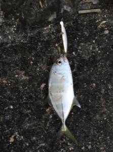 季節感の無い釣果