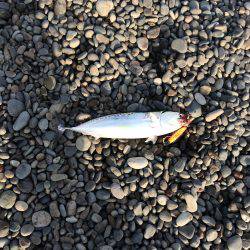 釣れたらラッキー