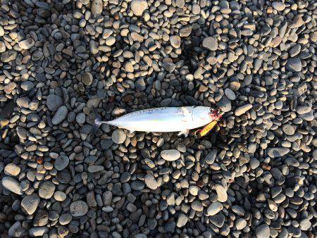 釣れたらラッキー