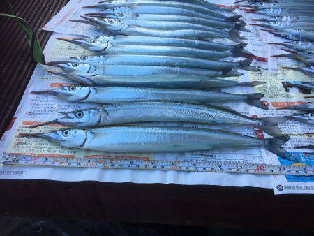 サヨリ祭りパート2