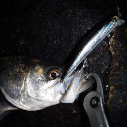 ランカーシーバス♪