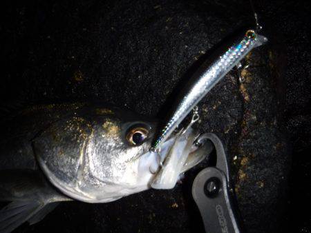 ランカーシーバス♪