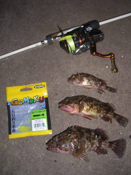 ガシラ三兄弟V(^_^)V