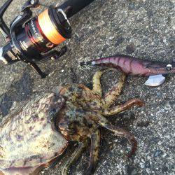 コウイカ エギング