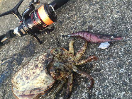 コウイカ エギング