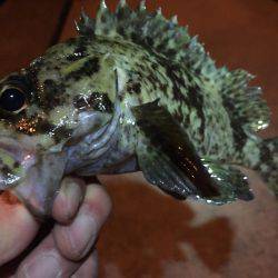 寒さに負けず…ガッシー捕獲作戦