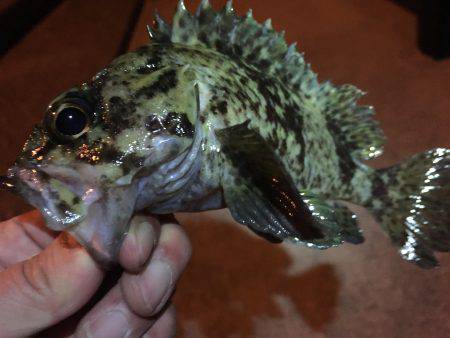 寒さに負けず…ガッシー捕獲作戦