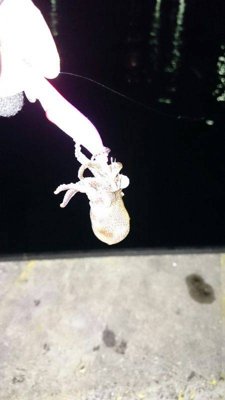 ライトエギング