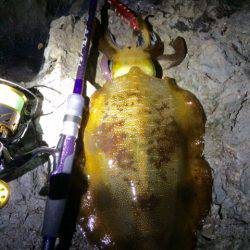 中紀居残りアオリ