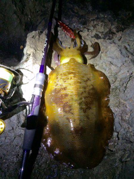 中紀居残りアオリ