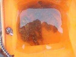 大阪南港海釣り公園　ガシラ