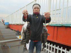 尼崎市立魚つり公園　ズボ釣りで良型チヌ