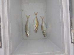 大阪南港海釣り公園 投稿