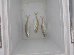 大阪南港海釣り公園 投稿