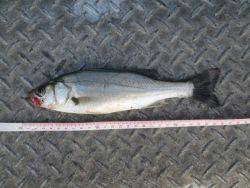 尼崎市立魚つり公園 セイゴ今日は喰い渋り…