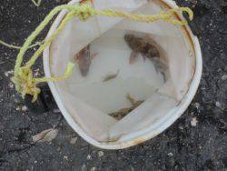 大阪南港海釣り公園　ガシラ、チヌ