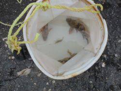 大阪南港海釣り公園　ガシラ、チヌ