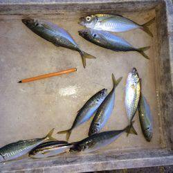 マリーナシティ海釣り公園　サビキでアジの釣果