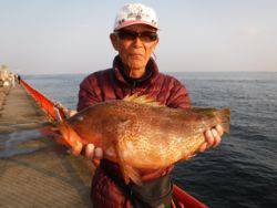 神戸市立平磯海づり公園　アコウ49cm　記録賞！