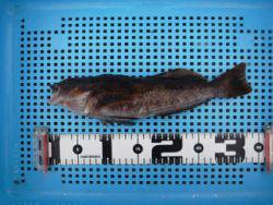 神戸市立平磯海づり公園　ウキ釣りでアイナメ…