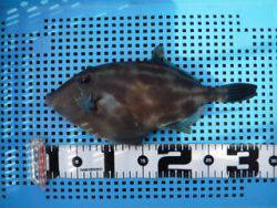 神戸市立平磯海づり公園　ウマズラ32㎝