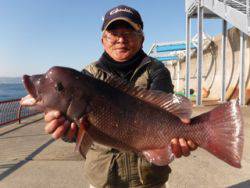平磯海釣り公園　投げ釣りでコブダイ52cm…