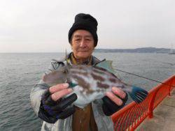 平磯海釣り公園　胴突きでウマヅラハギ33cm