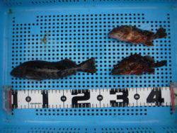 神戸市立平磯海づり公園 落とし込みでアイナメ、ガシラ