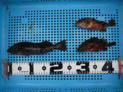 神戸市立平磯海づり公園　落とし込みでアイナ…