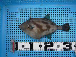 神戸市立平磯海づり公園　ウマヅラ