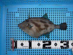 神戸市立平磯海づり公園　ウマヅラ