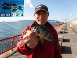 神戸市立平磯海づり公園　メバル、アイナメ