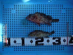 神戸市立平磯海づり公園　投げ釣りでガシラ