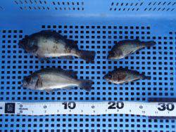 神戸市立平磯海づり公園　ウキ釣りでメバル