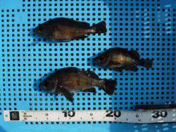 神戸市立平磯海づり公園　ウキ釣りでメバル