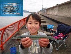 神戸市立平磯海づり公園 ナイスサイズのサヨリ☆