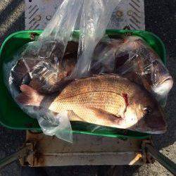 和歌山マリーナシティ海洋釣り堀で新年マダイ