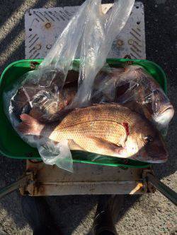 和歌山マリーナシティ海洋釣り堀で新年マダイ