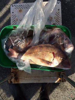 和歌山マリーナシティ海洋釣り堀で新年マダイ…